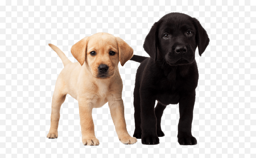 Cute Puppies Transparent Png - Cute Dog Transparent,Cute Dog Png