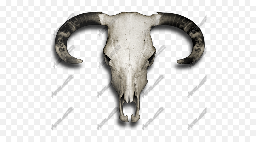 Bull Skull - Horn Png,Cow Skull Png
