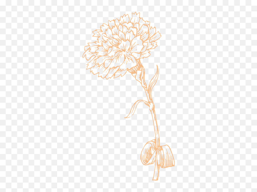 Free Clip Art - Carnation Flower Black And White Png,Carnation Png