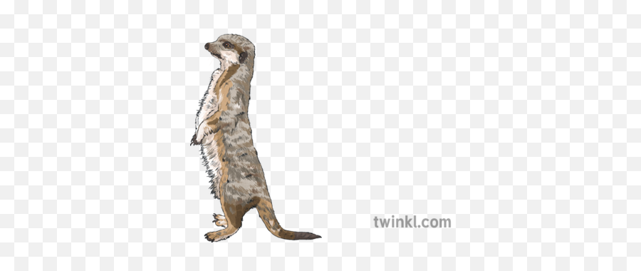 Meerkat Savannah Africa Mammal Mps Ks2 Illustration - Twinkl Stoat Png,Meerkat Png