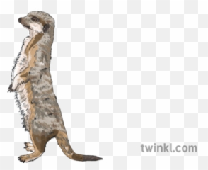 Meerkat Savannah Africa Mammal Mps Ks2 Illustration - Twinkl Stoat Png,Meerkat Png