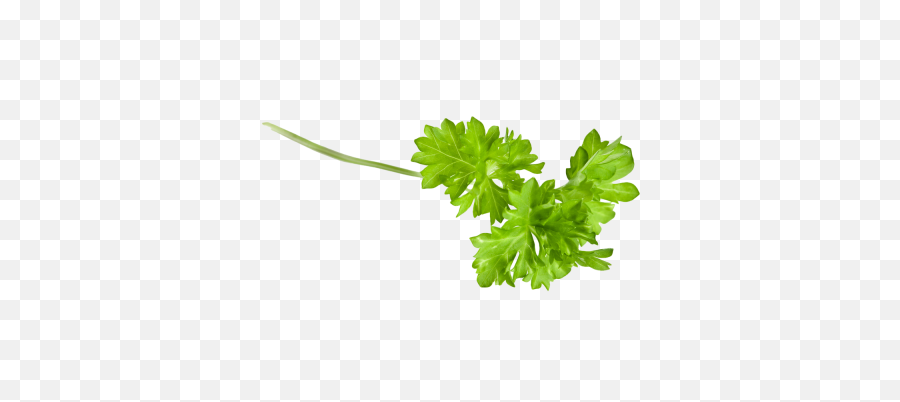 Herbs Free Png Transparent Image - Parsley Png,Parsley Png