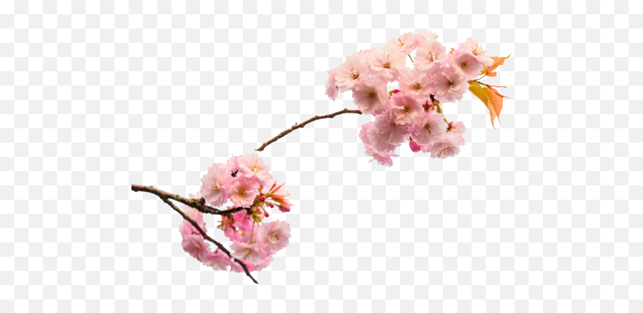 Cherry Blossoms Png Transparent Images Free Download