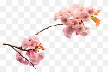 Cherry Blossoms Png Transparent Images Free Download