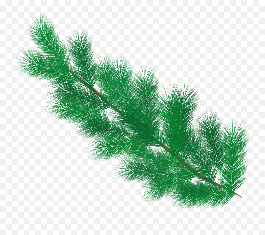 Fir Tree Branch Pine Needles - Transparent Pine Leaves Png,Pine Branch Png