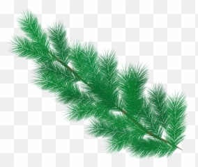 Fir Tree Branch Pine Needles - Transparent Leaves Png