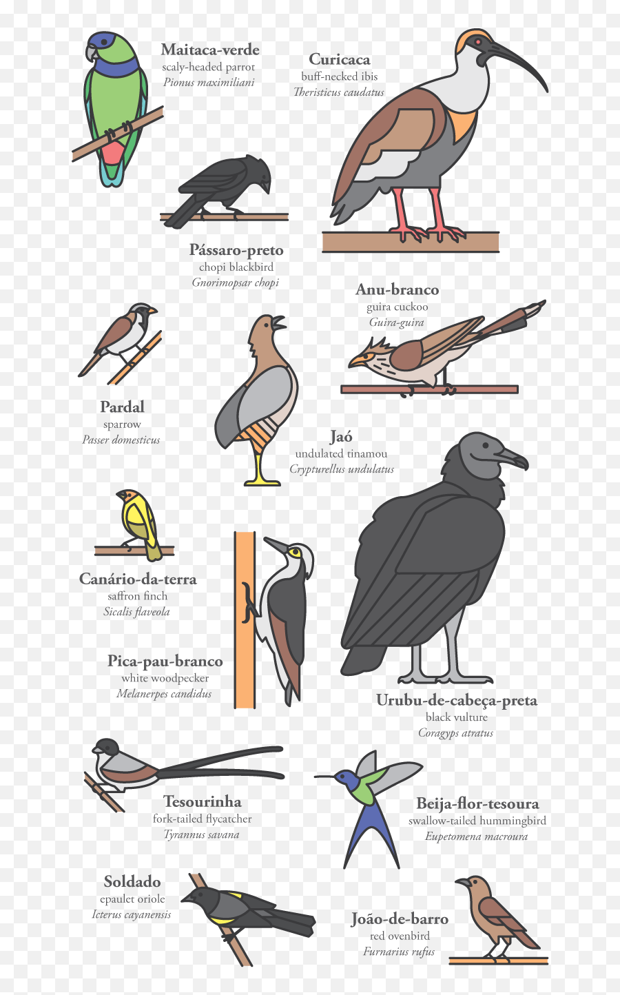 Pedro Machado - Cerrado Birds Ciconiiformes Png,Woodpecker Icon