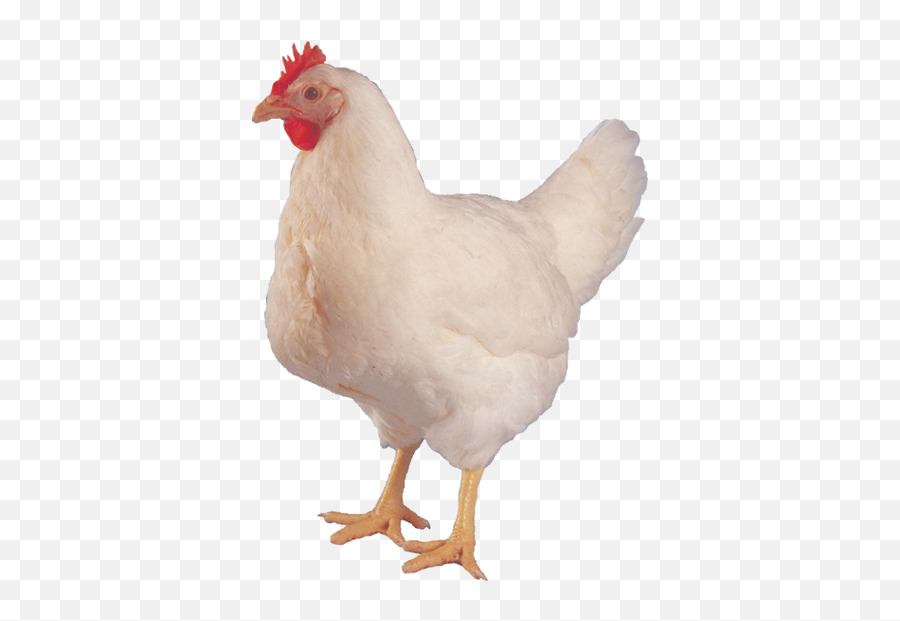 Broiler Chicken Png Transparent - Hen Images Hd Png,Chicken Png