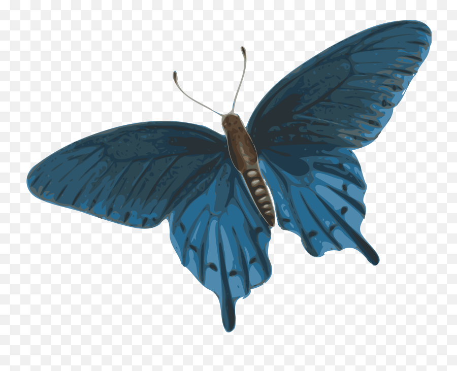 Butterfly Animation Png 2 Image - Butterflies Flying Gif Png,Blue Butterflies Png