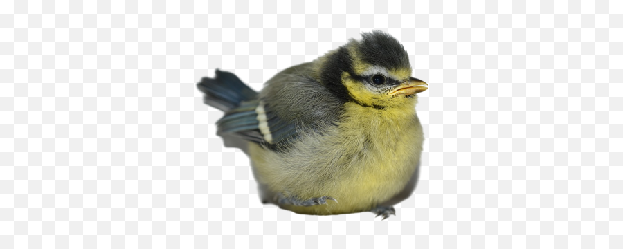 Chick Png Images Download Transparent Image With - Finches,Tit Icon