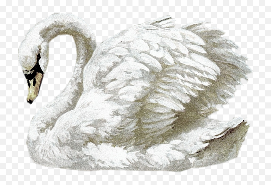 A Few Nice Freebies - Vintage Swan Png,Swan Png