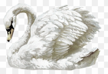 A Few Nice Freebies - Vintage Swan Png,Swan Png