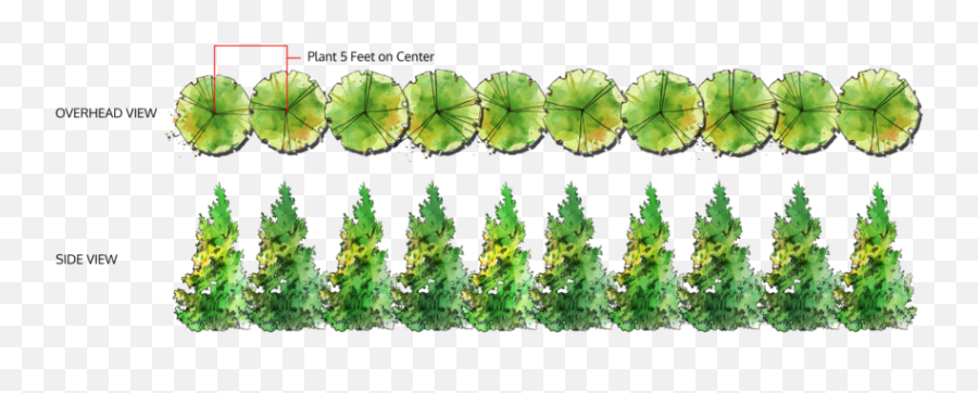 Leyland Cypress - Leyland Cypress Tree Spacing Png,Tree Top Down Png