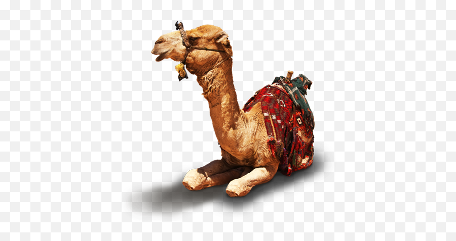 Di93 Al Khazneh Jordan Png V63 Wallpapers - Arabian Camel,Jordan Png