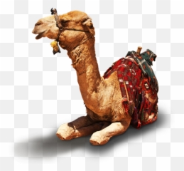 Di93 Al Khazneh Jordan Png V63 Wallpapers - Arabian Camel,Jordan Png