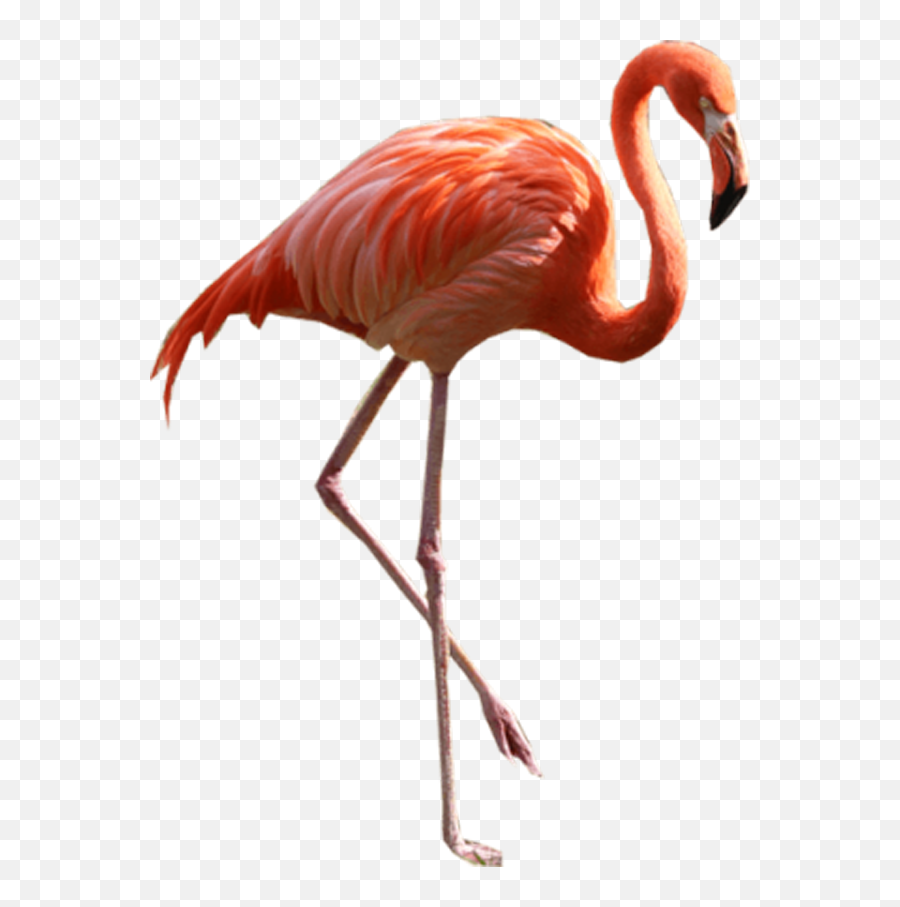 Flamingo Png - Flamingo Png,Flamingo Transparent Background