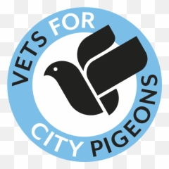 Vets For City Pigeons - Join In Feral Pigeon Png,Pigeons Png