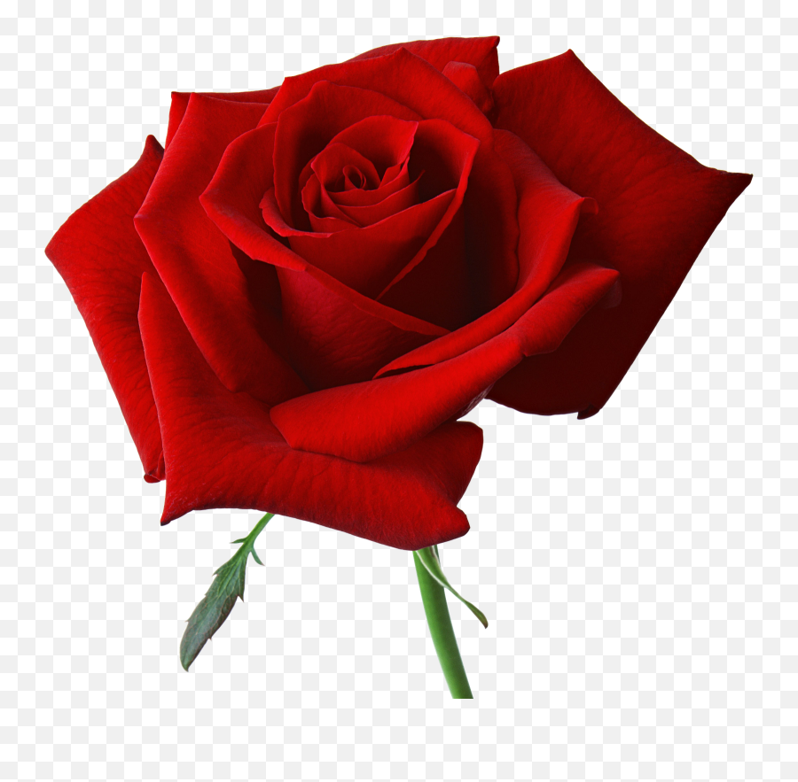 Rose Png Flower Images Free Download - Red Rose Png Hd,Red Rose Png
