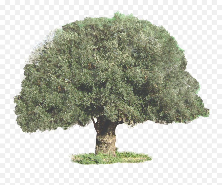 Olive Tree Symbolism - Sageretia Theezans Png,Olive Tree Png