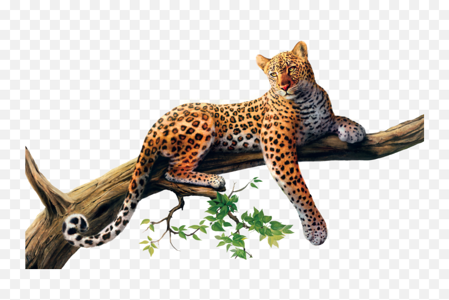 Png High Quality Image Sri Lankan - Leopard Png,Jaguar Png