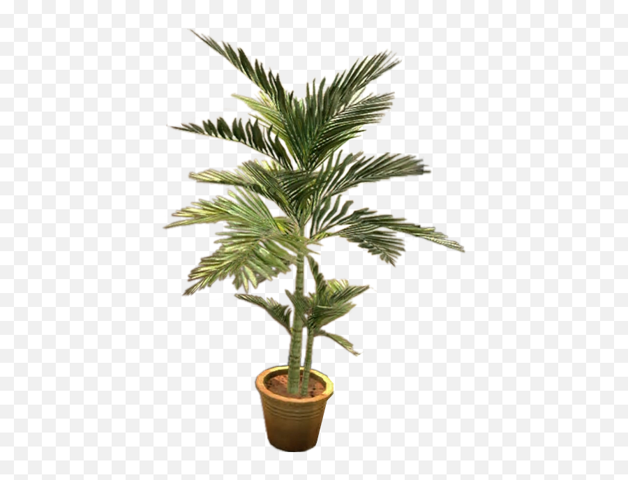 Potted Fern Png 2 Image - Transparent Potted Plants Png,Fern Png