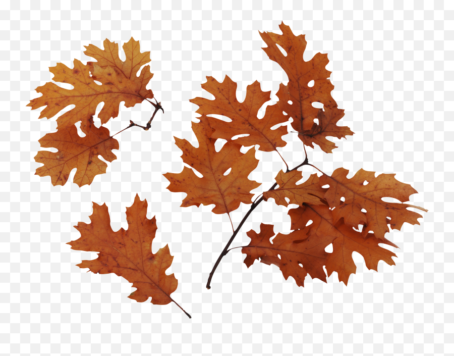 Download Autumn Leaves Png Image For Free - Realistic Fall Leaves Png,Autumn Leaves Png