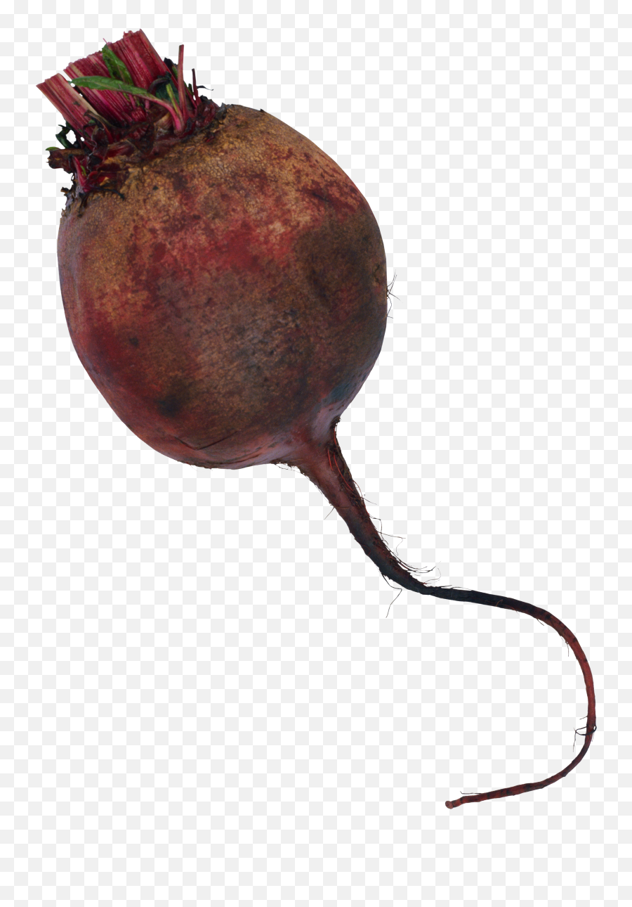 Download Beet Png Image For Free - Png,Beet Png