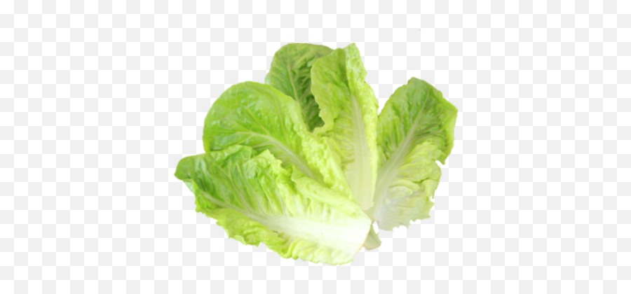Cos Lettuce - Pack 2 Small Nan And Pops Online Fruit Shop Small Lettuce Png,Lettuce Png