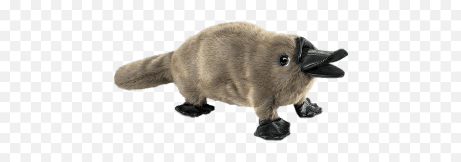 Baby Platypus Hand Puppet Transparent Png - Stickpng Platypus Puppet,Puppet Png