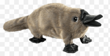 Baby Platypus Hand Puppet Transparent Png - Stickpng Platypus Puppet,Puppet Png