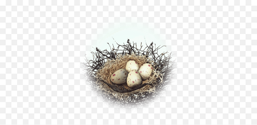 Kuku Bird Nest - Bdo Codex Nest Png,Bird Nest Png