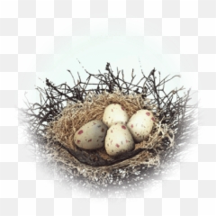 Kuku Bird Nest - Bdo Codex Nest Png,Bird Nest Png