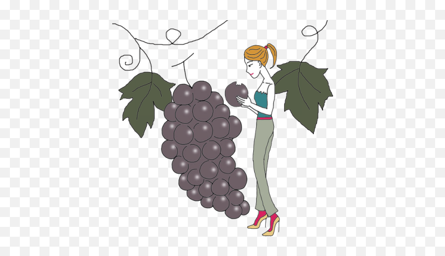 Vine - Grape Full Size Png Download Seekpng Illustration,Grape Png