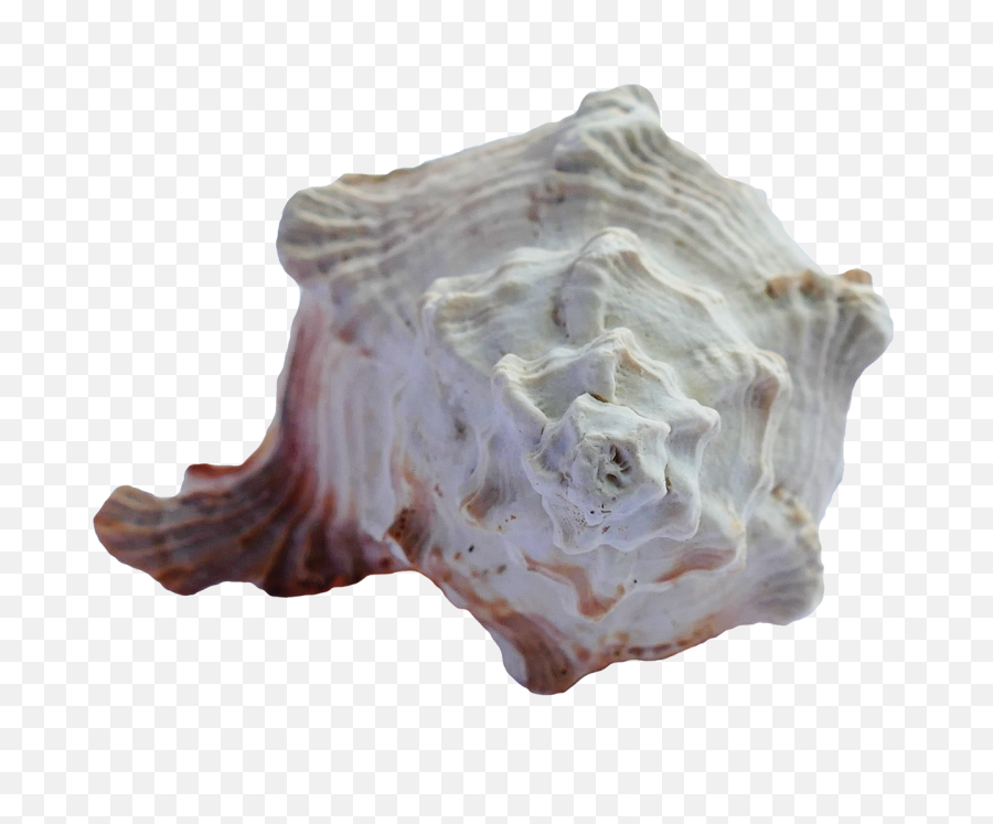 Sea Shell Png Transparent Image - Pngpix Portable Network Graphics,Seashell Png