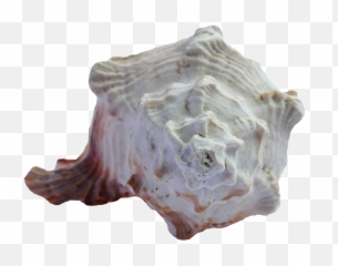 Sea Shell Png Transparent Image - Pngpix Portable Network Graphics,Seashell Png