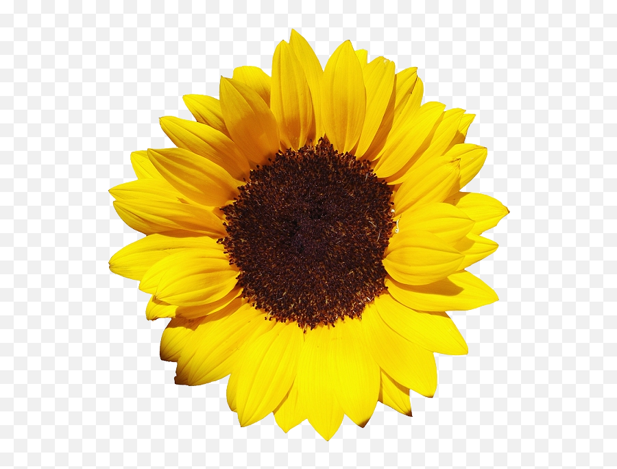 Sunflower Png Picture - Sunflower Png,Sunflower Png Transparent