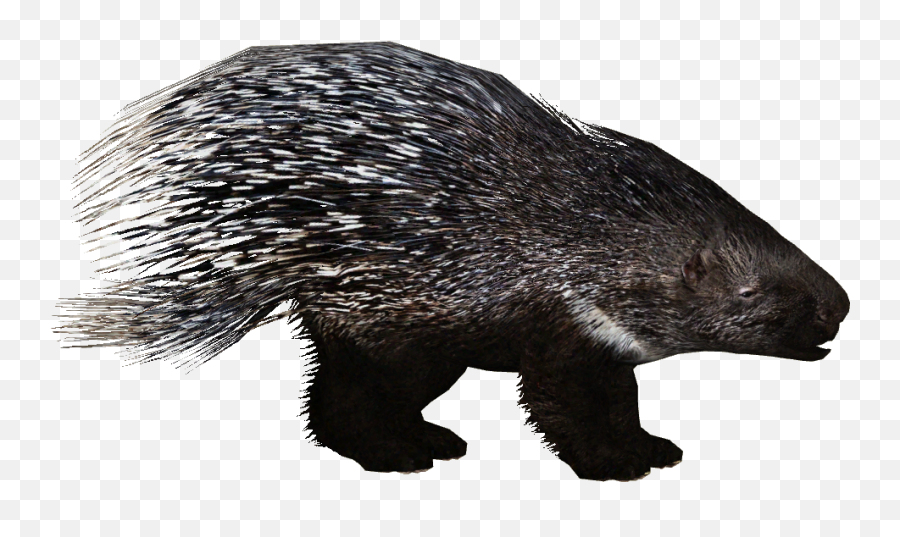 Zoo Tycoon 2 - Zoo Tycoon 2 Porcupine Png,Porcupine Png