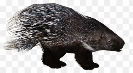 Zoo Tycoon 2 - Zoo Tycoon 2 Porcupine Png,Porcupine Png