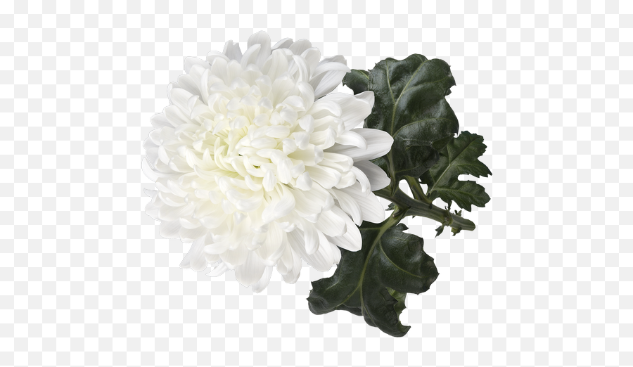Dekker Chrysanten - Dahlia Png,Chrysanthemum Png