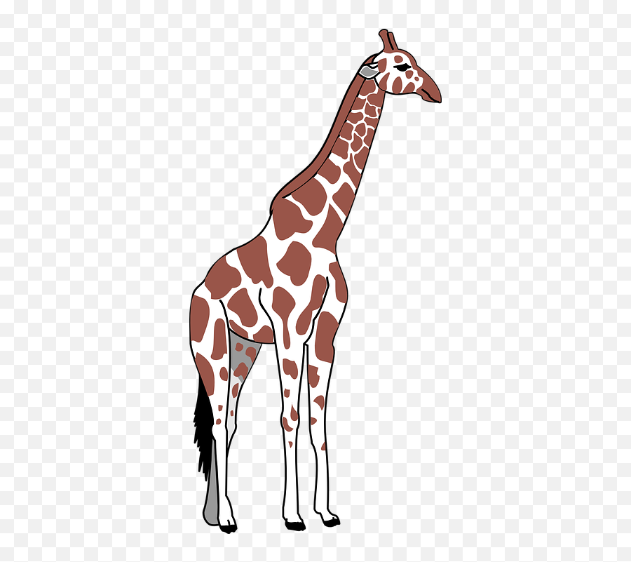 Free Image - Giraffe Brown White Spots Long Giraffe Brown And White Png,Spots Png
