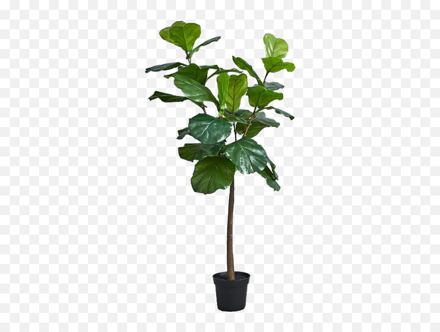 Good To Know Our Favorite Indoor Plants - W Design Plant Fiddle Leaf Fig Png,Fiddle Png