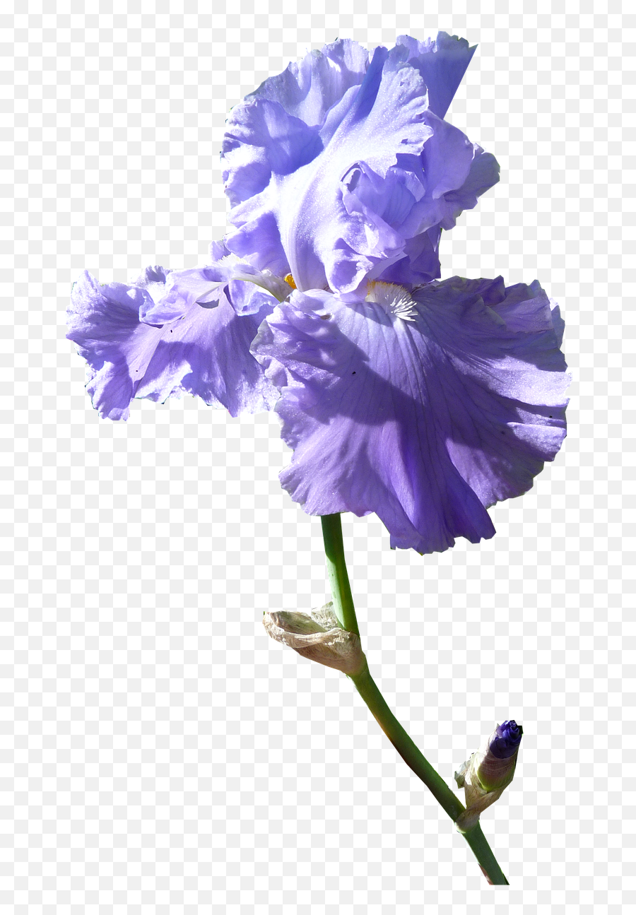 Iris Flower Transparent Png - Iris Flower Transparent Background,Iris Flower Png