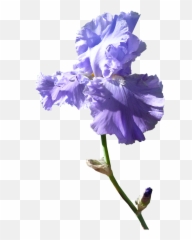 Iris Flower Transparent Png - Background