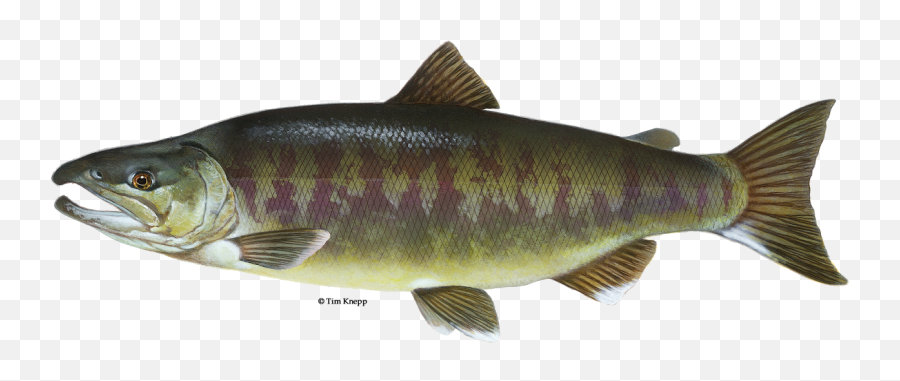 Chum Salmon - Chum Salmon Png,Salmon Transparent