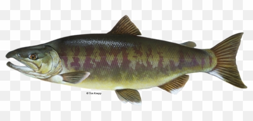 Chum Salmon - Chum Salmon Png,Salmon Transparent