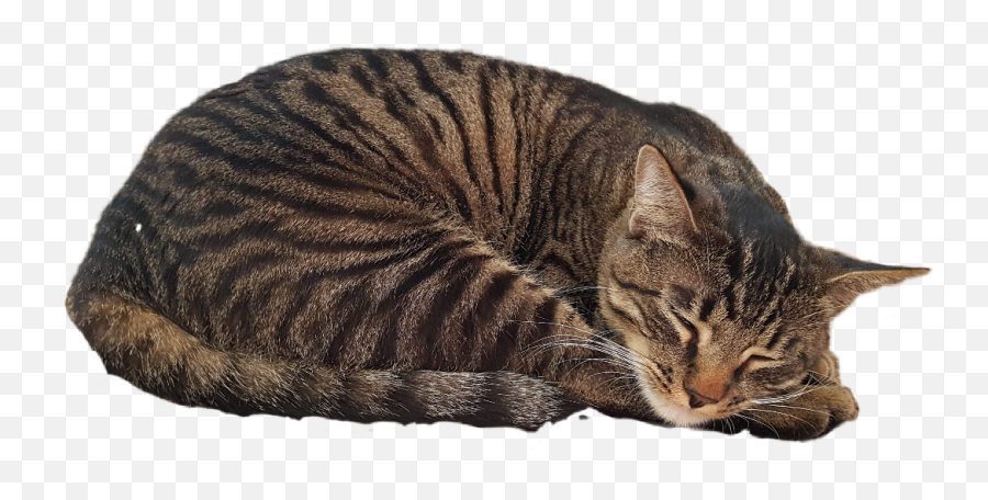 cat transparent background