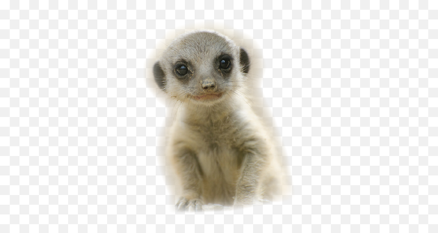 Download Baby Meerkat Very Cute Asking Are You A - Baby Meerkat Png,Meerkat Png