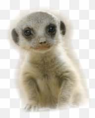 Download Baby Meerkat Very Cute Asking Are You A - Baby Meerkat Png,Meerkat Png