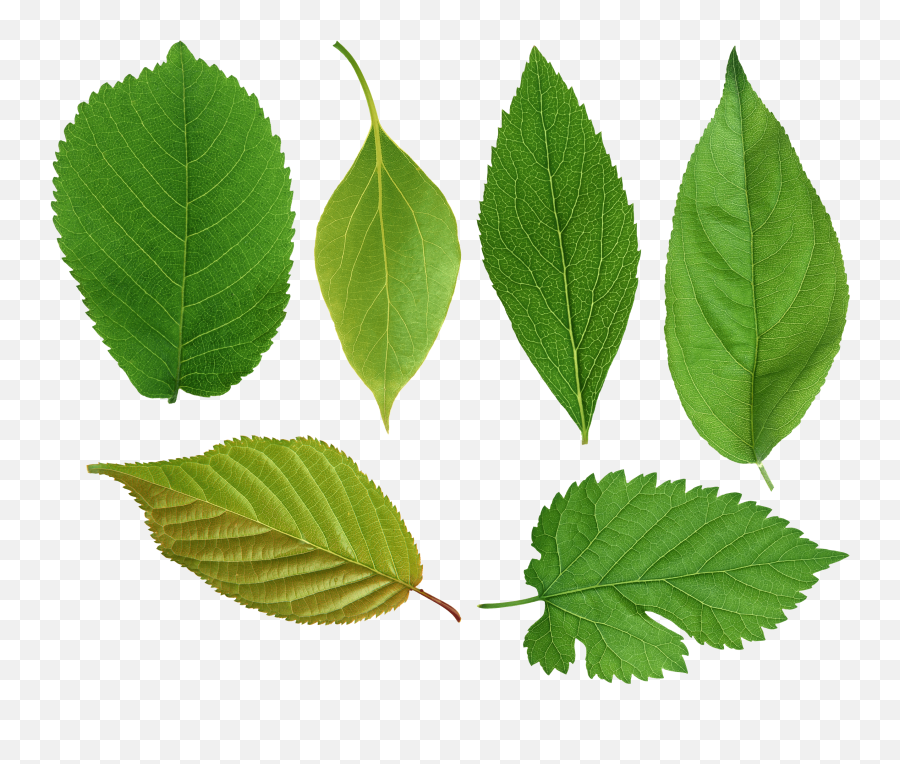 Green Leaves Png Image - Purepng Free Transparent Cc0 Png Elm Tree Leaves Png,Palm Tree Leaves Png