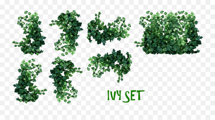 Ivy Leaves Png Transparent Images U2013 Free Vector - Real Ivy Plants Png,Ivy Transparent